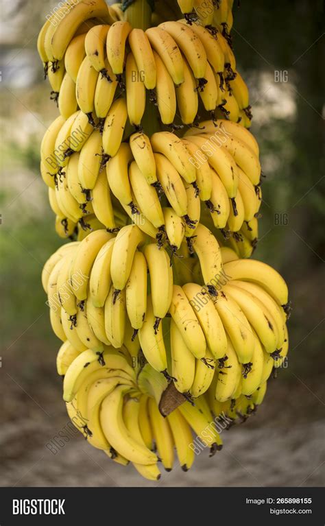 Banana Tree Bunch Image Photo Free Trial Bigstock