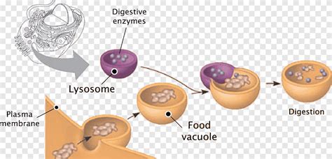 Vesicle In Plant Cell