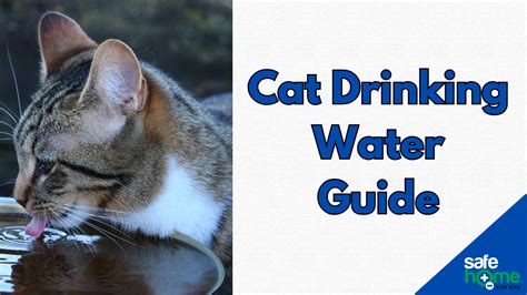 The Complete Guide To Safe Drinking Water For Cats