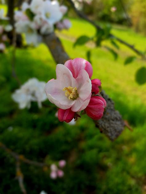 Pinke Blume Blüte Kostenloses Foto auf Pixabay Pixabay