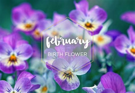 February Birth Flower: Violet - FTD.com | February birth flowers, Birth ...