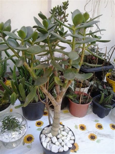 Muda Suculenta Planta Jade Crassula Ovata Bonsai R 26 00 Em Mercado