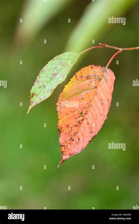 Prunus Avium Autumn Stockfotos Und Bilder Kaufen Alamy