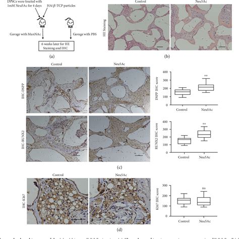 PDF Neu5Ac Induces Human Dental Pulp Stem Cell Osteo Odontoblastic