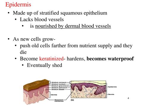 PPT Sponge Set Up Cornell Notes On Pg 50 Topic Ch 6 Integumentary