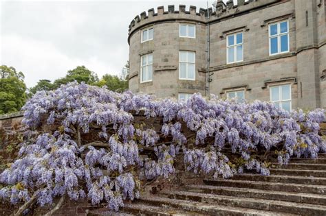 Bolesworth Castle - near Stone | NGS Gardens