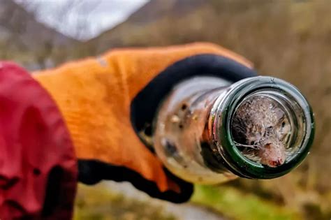 Shrews Found Dead In Glencoe After Becoming Trapped Inside Discarded