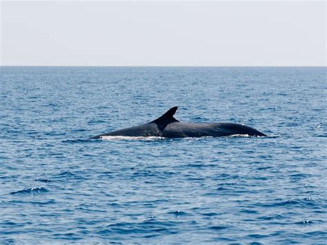 Dolphin & Whale Watching in Madeira: 13 Best Tours for 2023 - Eternal ...