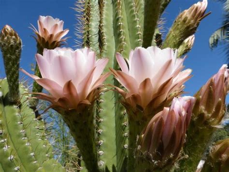 Qué son los cactus