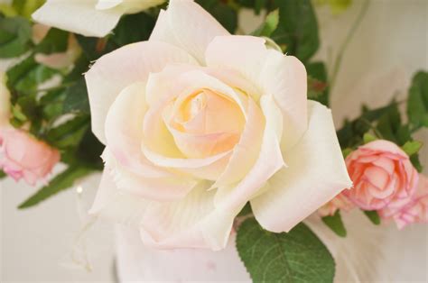 Banco de imagens plantar branco flor pétala Florística