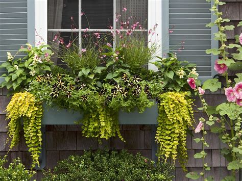 39 Lovely Ways To Display Your Trailing Plants