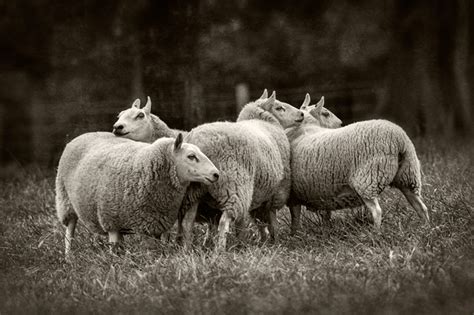 Dan Routh Photography: Herding Sheep