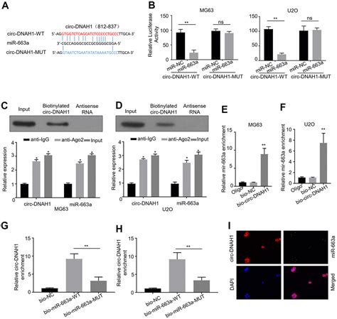 A Novel Circular Rna Dnah Inhibits Osteosarcoma Progression By