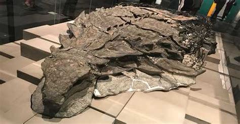 Recently Discovered Dinosaur ‘mummy Is So Well Preserved It Even Has