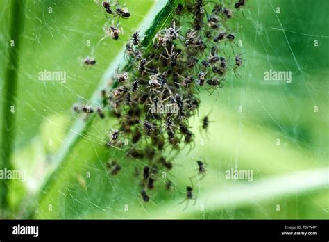 Baby Spiders Hi Res Stock Photography And Images Alamy