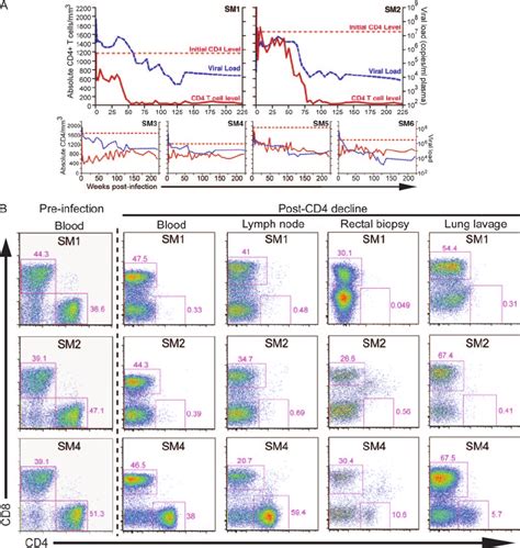 A Longitudinal viral loads and peripheral CD4 ϩ T cell levels were