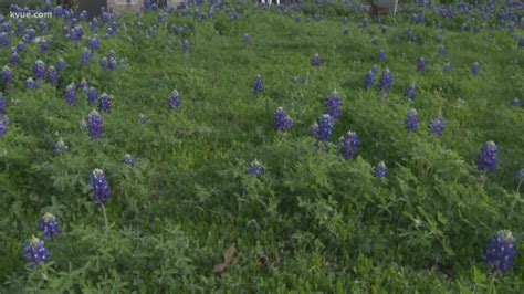 How the cold snap will affect the Central Texas wildflower season ...