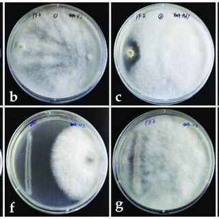 Dual Culture Assay Left Pathogen Right Endophytic Fungus A C