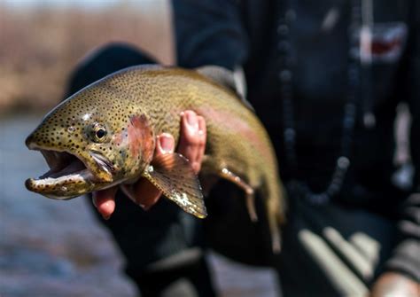 10 Tips Catching More Trout Flylords Mag