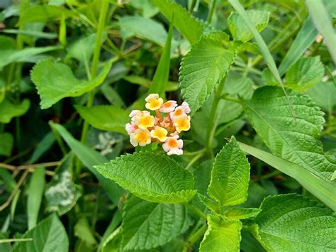 Common Lantana With Natural Background Red Lantana Natural Photo And