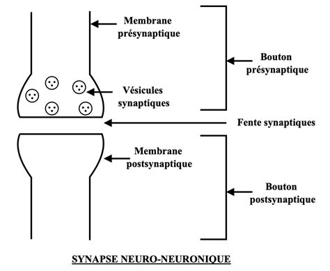 Synapse Neuro Neuronique Simplice Study