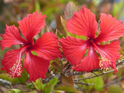 8 Tipos De Hibisco