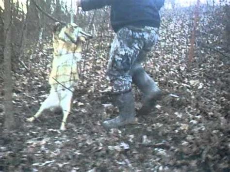 Coyote Caught In A Snare Trap Youtube