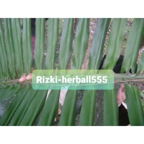 Jual Jual Daun Pohon Aren Segar Paket Kg Shopee Indonesia