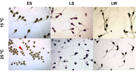 Micrographs Of 2 Week Old Embryos Of Fucus Guiryi Embryos Were Grown