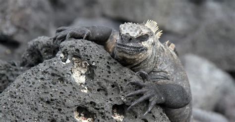 Marine Iguana - A-Z Animals