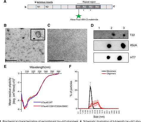 Figure 1 From Introduction Of Tau Oligomers Into Cortical Neurons