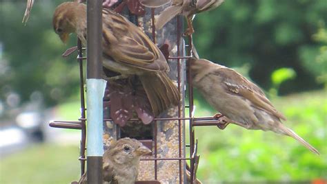 Bird Feeding