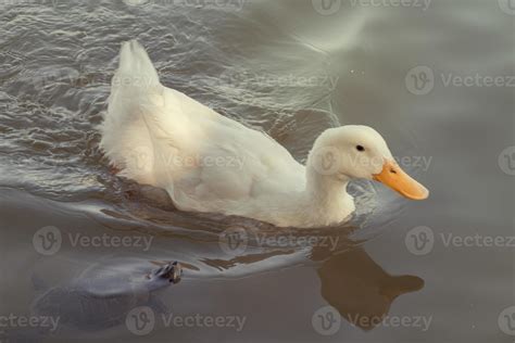 white duck swimming in the lake 12022500 Stock Photo at Vecteezy