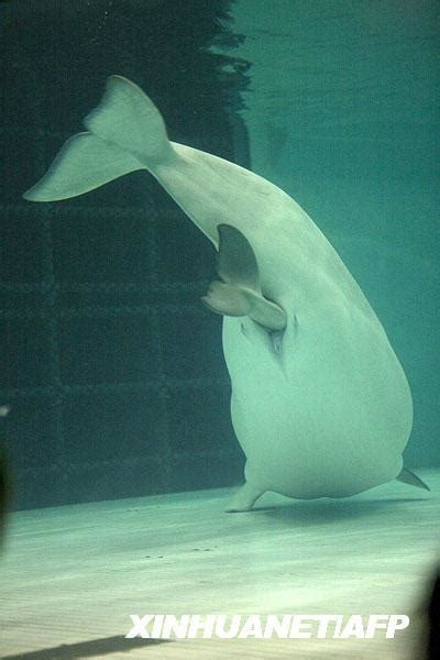 Shedd Aquarium Beluga Whales