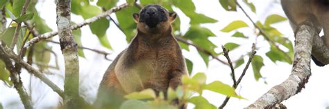 Lumholtz Tree Kangaroo The Tree Dwelling Marsupial Marvel