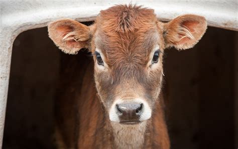 Este virus de la influenza bovina y porcina podría infectar a los