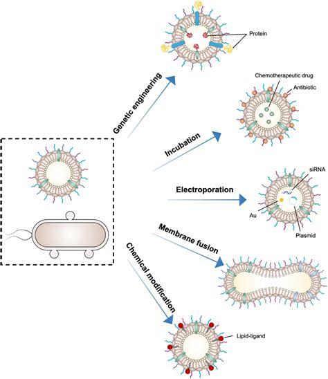 Bacterial Outer Membrane Vesicles And Their Functionalization As Vehicles For Bioimaging