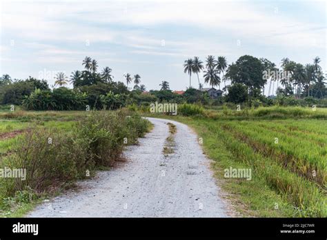 The Beautiful Views Of Penang Balik Pulau Green Paddy Field During