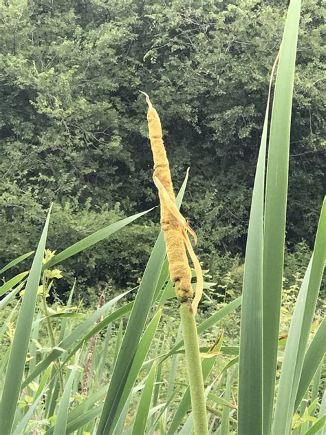 broadleaf cattail from Parku i Madh i Liqenit Tiranë Tirana 地拉那省 AL