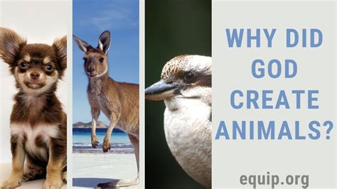 Why Did God Create Animals