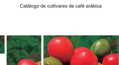 Cat Logo Re Ne Informa Es Sobre Cultivares De Caf Ar Bica Registradas