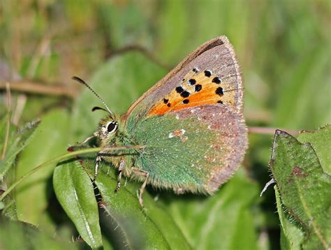 Mariposas Ib Ricas Tomares Ballus El Boalo Madrid