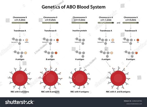 Genetics Abo Blood System Stock Vector (Royalty Free) 2292319761 ...