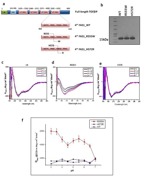 Biochemical And Biophysical Properties Of The Native Th Fas Domains