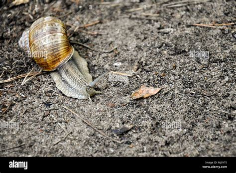 Snail Moving Slowly On The Ground Close Up Stock Photo Alamy