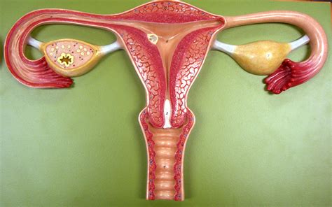 Ova Uterine System Diagram Quizlet