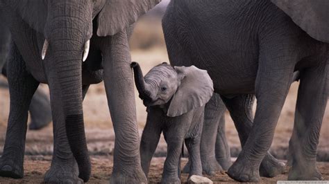 cute baby elephant wallpaper desktop wallpapers gallery