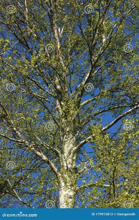 Silver Birch Tree Betula Pendula In Spring Stock Image Image Of