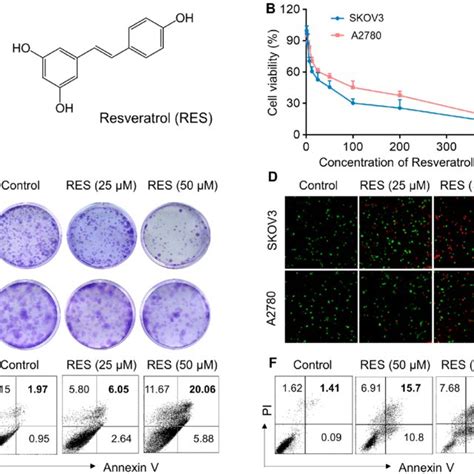 Resveratrol Res Exhibits Anti Proliferation Activity And Induces