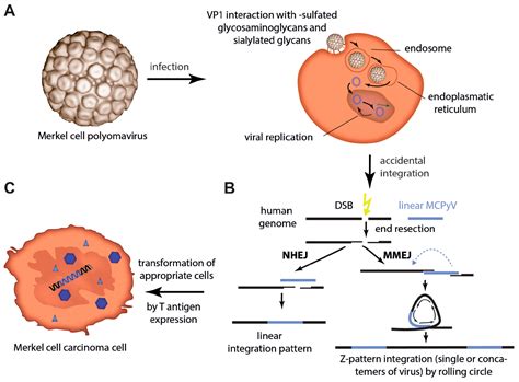 Cancers Free Full Text Merkel Cell Polyomavirus Infection Genome Transcripts And Its Role